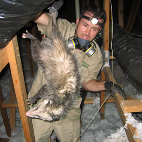 How to Get Rid of a Possum in the Attic